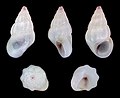 Rissoa ventricosa 01.jpg