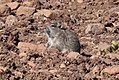 Blick's grass rat (Arvicanthis blicki).jpg