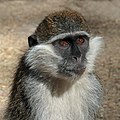 Grivet (Chlorocebus aethiops) head.jpg