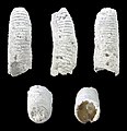 Caecum cinctum 01.jpg
