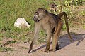 Chacma baboon (Papio ursinus griseipes) male.jpg