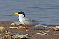 River tern (Sterna aurantia).jpg