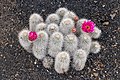 Echinocereus nivosus 01.jpg