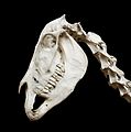 Equus hemionus kulan MNHN.jpg
