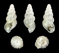 Rissoa gemmula 01.jpg
