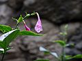 Chinese rain bell (60512).jpg