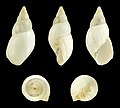 Scutalus bicolor polymorphus 02.JPG