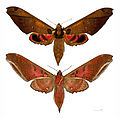 Adhemarius ypsilon MHNT femelle.jpg