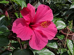 Hibiscus rosa-sinensis 22.jpg