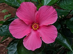 Hibiscus rosa-sinensis 21.jpg