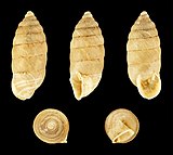 Granaria frumentum 01.JPG