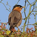 Brahminy starling (Sturnia pagodarum) male.jpg