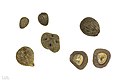 Syagrus amara MHNT.BOT.2017.10.5.jpg