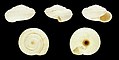 Xerosecta mogadorensis fusca 01.JPG