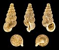 Cochlostoma septemspirale 01.jpg