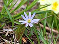 Anemone caucasica.jpg
