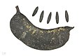 Parkia multijuga MHNT.BOT.2017.10.24.jpg