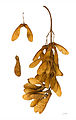 Acer pseudoplatanus MHNT.BOT.2004.0.461.jpg