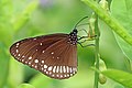 Common crow (Euploea core core) underside.jpg