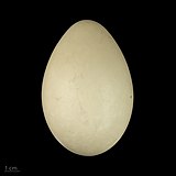Tachyeres brachypterus MHNT.ZOO.2010.11.13.7.jpg