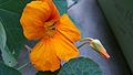 Yellow Nasturtium Flower.jpg