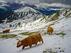 Highland cattle August snow Mastle Gherdëina.jpg