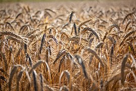 Dülmen, Hausdülmen, Feld -- 2018 -- 3432.jpg