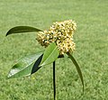 Skimmia japonica d.j.b 02.jpg