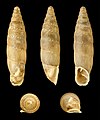 Charpentieria ornata 02.JPG