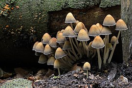 Coprinellus micaceus, Mica Inkcap, UK.jpg