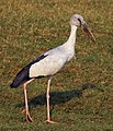 Asian openbill stork (Anastomus oscitans).jpg