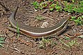 Keeled Indian Mabuya (Eutropis carinata).jpg