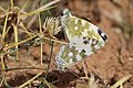 Bath white (Pontia daplidice laenas) mating.jpg