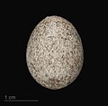 Anthus pratensis MHNT.ZOO.2010.11.2.20.jpg
