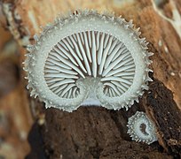 Hohenbuehelia mastrucata (Fr.) Singer 369296.jpg
