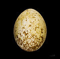 Aigle d'Australie MHNT.jpg