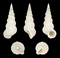Cirsotrema varicosum 01.JPG