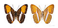 Adelpha cytherea MHNT.jpg