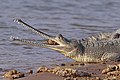 Gharial (Gavialis gangeticus) female head.jpg