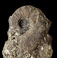 Metacoceras discoideum 01.jpg