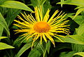 Inula hookeri. locatie, Tuinen Mien Ruys.JPG