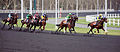 Course trot Vincennes.jpg