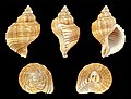 Linatella caudata 01.JPG