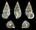 Clypeomorus petrosa petrosa 01.JPG