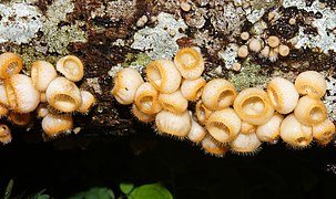 Cookeina sp 7088.jpg