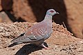 Speckled pigeon (Columba guinea bradfieldi).jpg