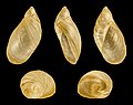 Succinea putris 001.JPG