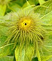 Inula hookeri (2018) 02.jpg