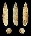 Parabalea pilsbryi laraosensis 01.JPG