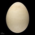 Pavo cristatus MHNT.ZOO.2010.11.10.4.jpg